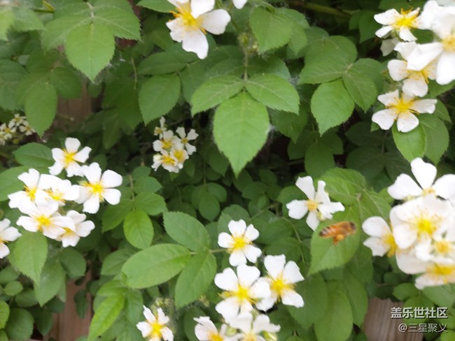【色彩與光影的邂逅】繁花似錦