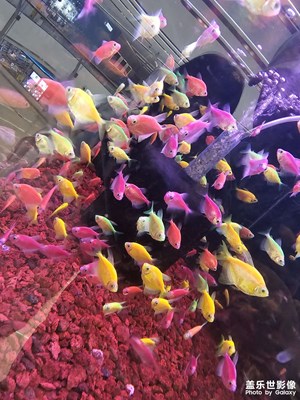 【如影隨形】多想像一只魚(yú)