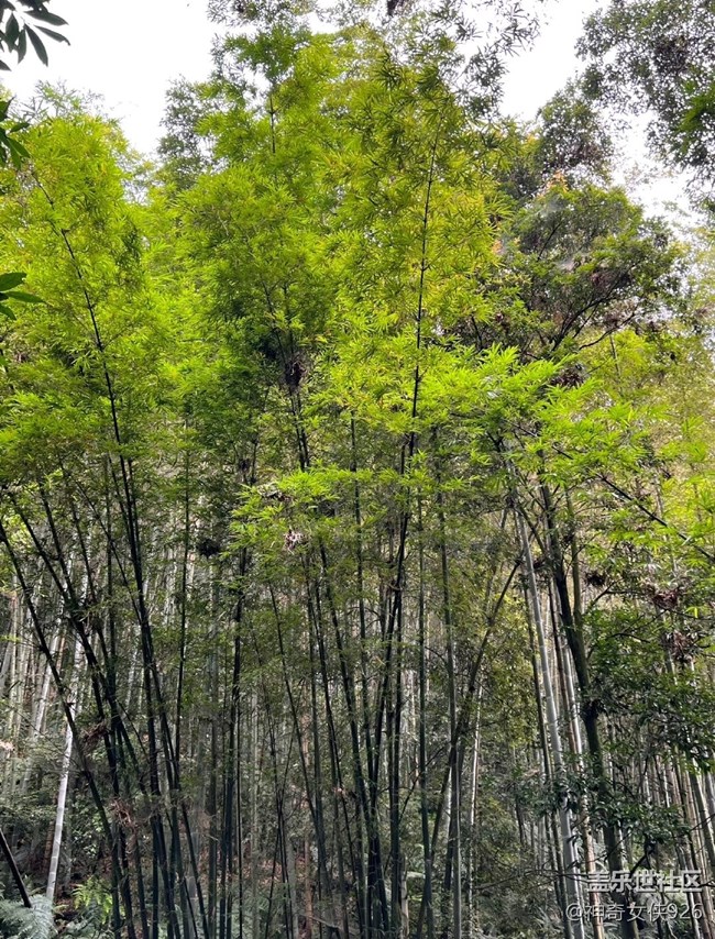 【色彩與光影的邂逅】避暑竹林溪水間