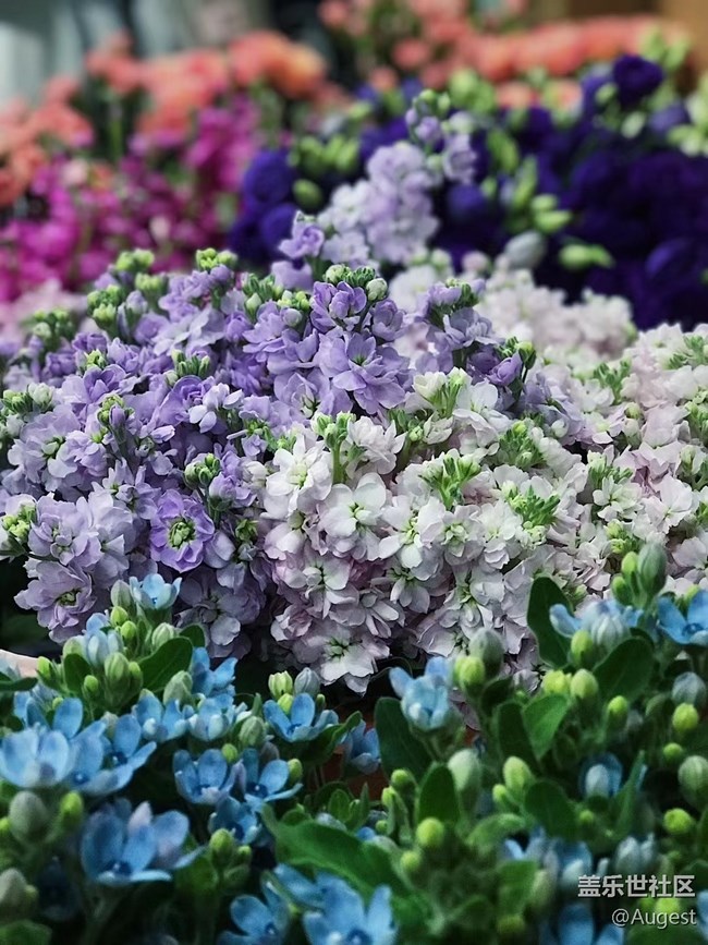 【光影盛宴】花兒