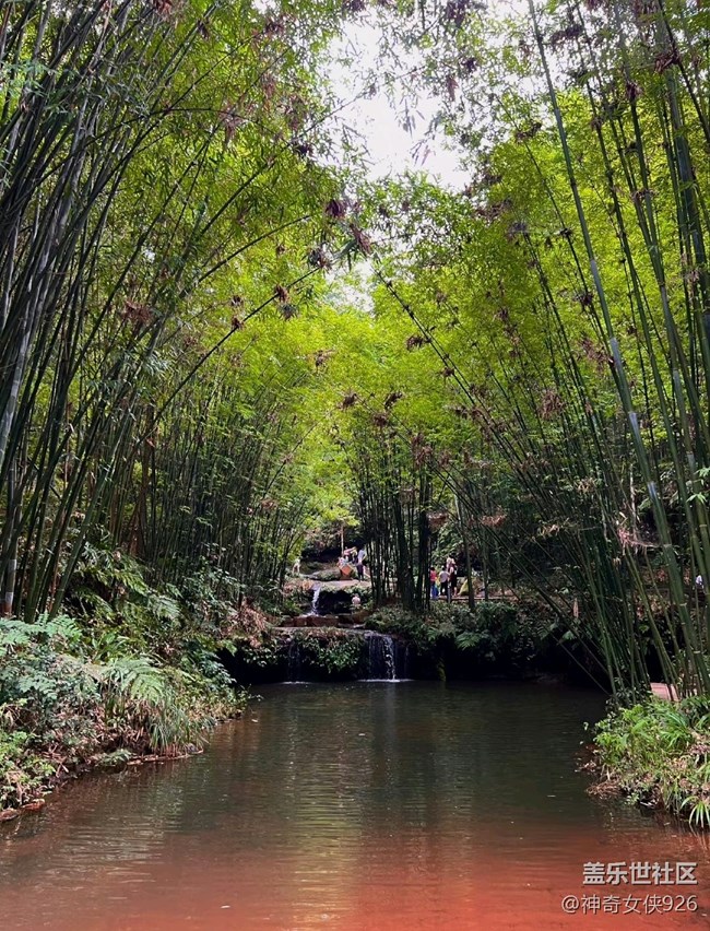 【色彩與光影的邂逅】避暑竹林溪水間