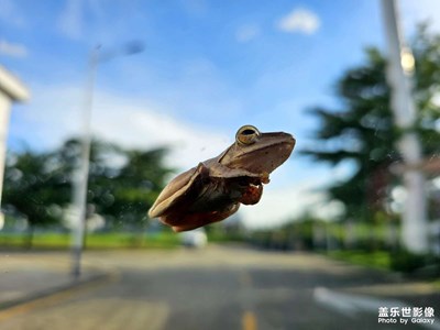 趴我車上的小家伙