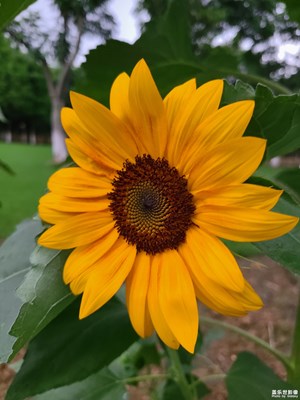 【如影隨形】向日葵