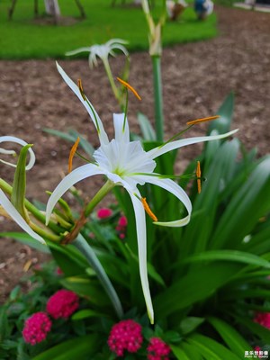 【如影隨形】夏日花草