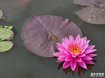 【如影隨形】蓮影