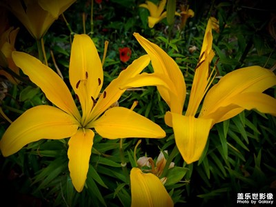 【如影隨形】+萬畝花海