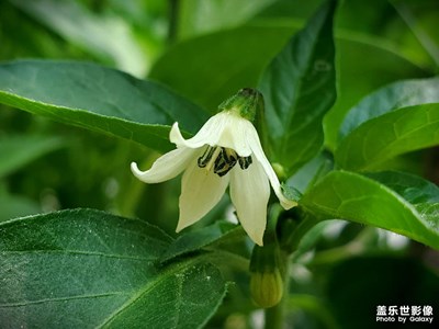 【如影隨形】+唯美靜物