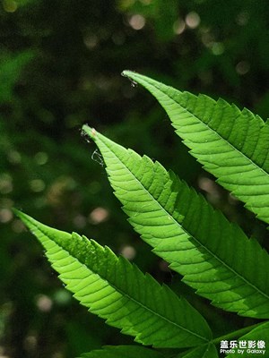 【如影隨形】葉的光影