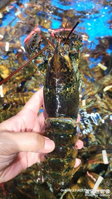 【如影隨形】+?水影下的波龍好大