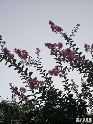 【七月風(fēng)光】黃昏 紫薇 凋零時