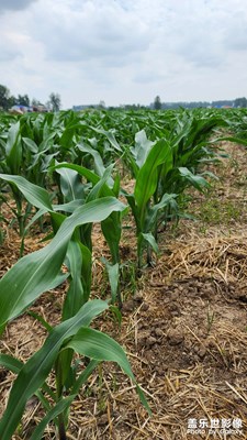 【七月風(fēng)光】+

茁壯成長