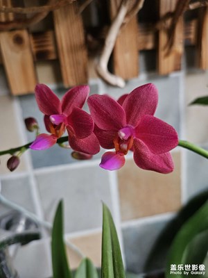 開花了。
