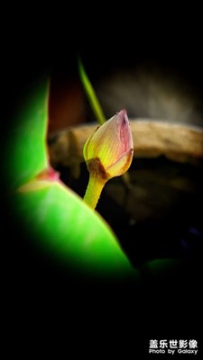 【七月風(fēng)光】孤芳自賞