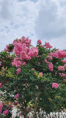 【七月風(fēng)光】+紫薇仙子