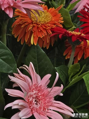 【如影隨形】+拍拍美景