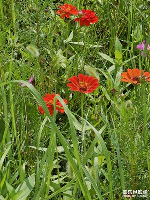 【如影隨形】+ 五顏六色的小花