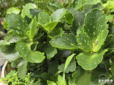 【如影隨形】+雨過天晴
