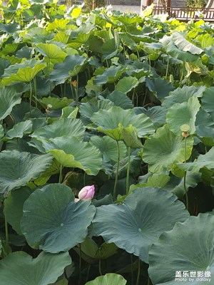 【如影隨形】+ 湖面光影