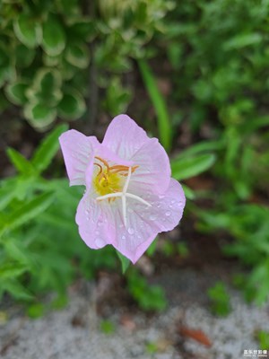 【如影隨形】雨中的花朵
