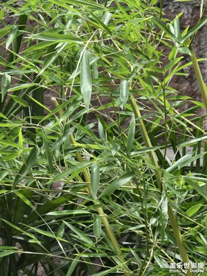 【如影隨形】+竹葉青翠