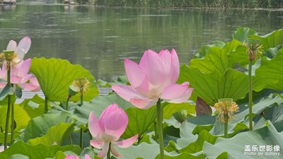 【七月風(fēng)光】

北京綠心公園隨拍