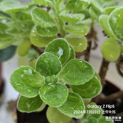 【七月風(fēng)光】辦公室里的綠色