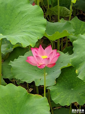 【多巴胺的夏天】夏荷