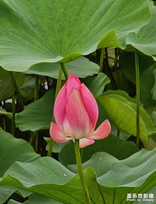 【七月風光】+公園隨手拍