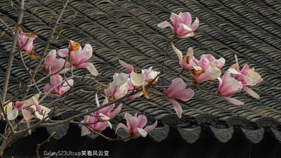 Galaxy23Ultra  最后的玉蘭（二）