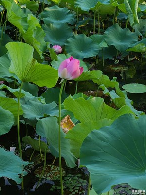 【多巴胺的夏天】荷葉荷花