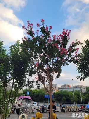 【多巴胺的夏天】彩色天空