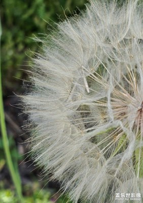 【七月風(fēng)光】蒲公英
