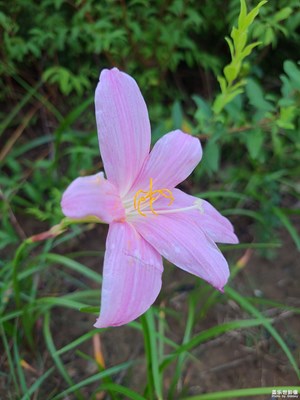 【多巴胺的夏天】韭蓮