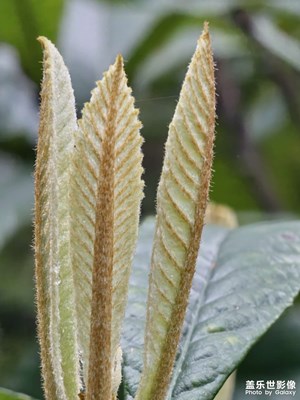 爬山看到的嫩芽