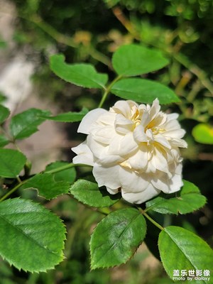 【七月風(fēng)光】盛開