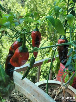【七月風光】紅辣椒
