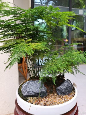 【多巴胺的夏天】盆景