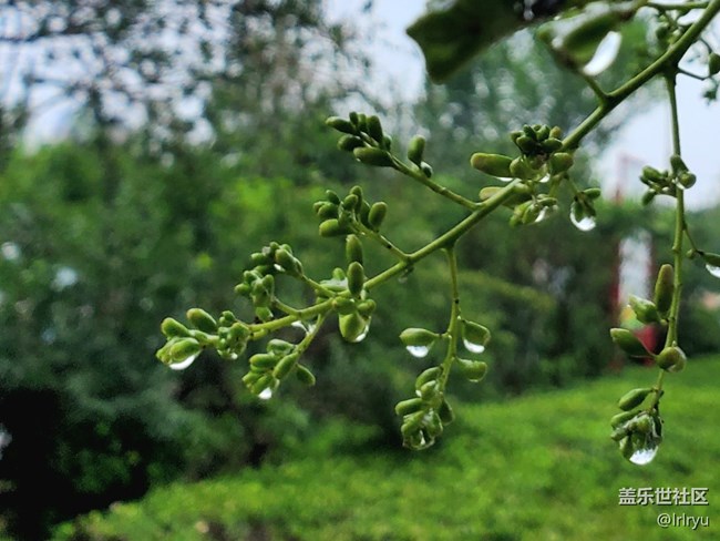 #心靜自然涼——靜觀夏葉