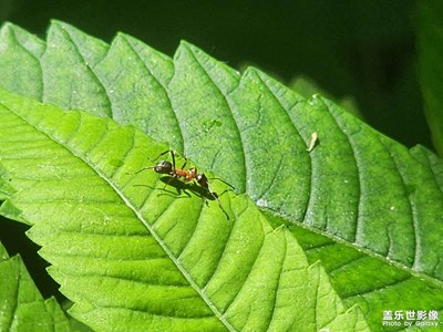 【多巴胺的夏天】一只小螞蟻