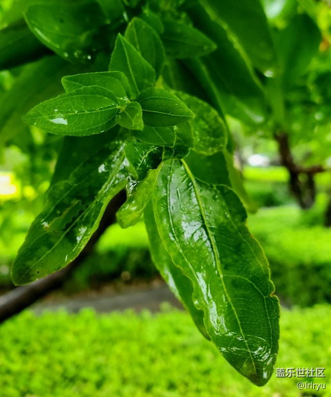 #心靜自然涼——靜觀夏葉