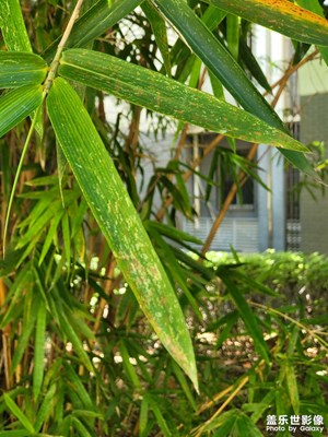 【七月風(fēng)光】葉