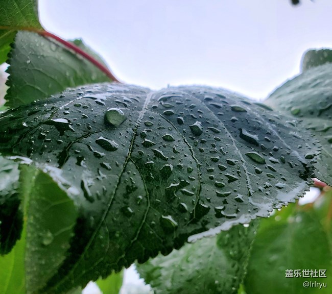 #心靜自然涼——靜觀夏葉