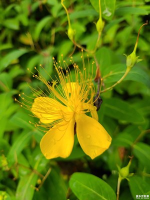 【多巴胺的夏天】金絲菊