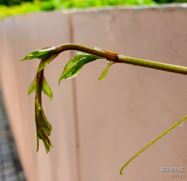 #心靜自然涼——靜觀夏葉