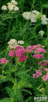 【七月風(fēng)光】清晨的景色