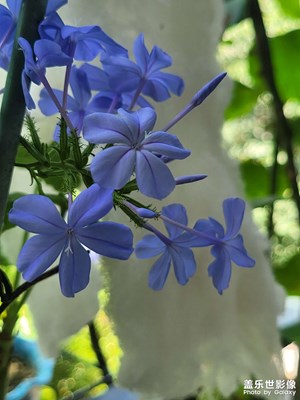 【七月風光】七彩各異