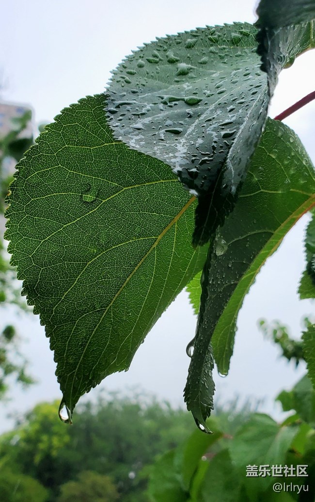 #心靜自然涼——靜觀夏葉