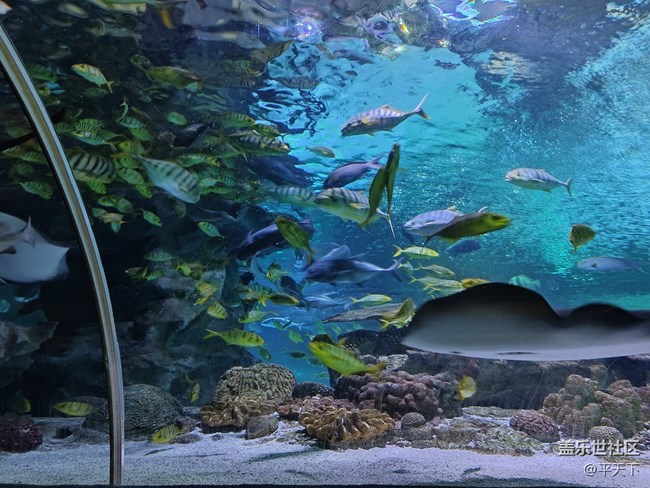 【當三星遇到海洋館】探索水下世界