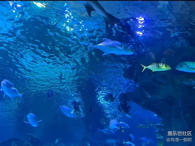 【當(dāng)三星遇到海洋館】+AI讓快樂(lè)更簡(jiǎn)單