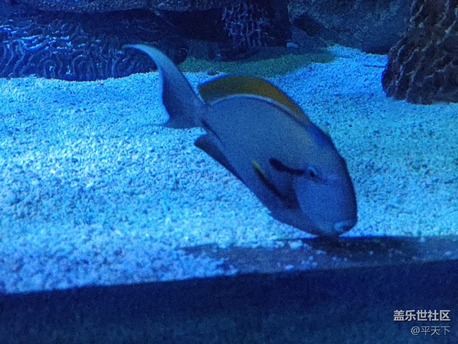 【當三星遇到海洋館】探索水下世界